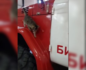 В пожарной части Бурятии работает кошка Гречка 
