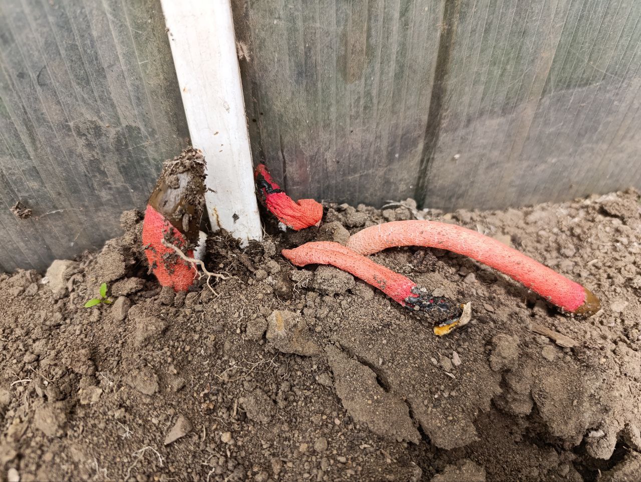 В Бурятии выросли американские грибы 