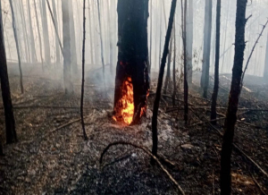 Гроза снова устроила пожары в лесах Бурятии