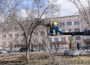 Власти Улан-Удэ напомнили о штрафах за самовольную подрезку деревьев