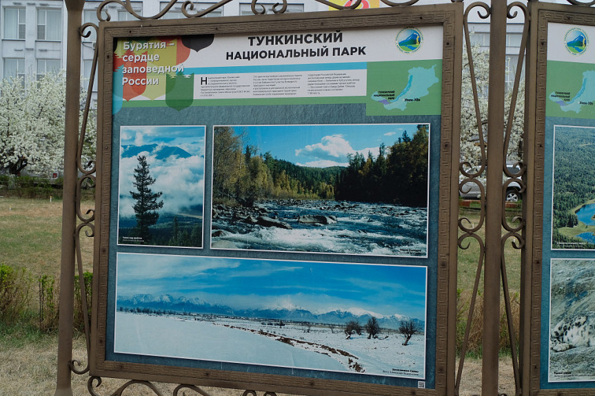 В Тункинский национальный парк вернулся орел-могильник, занесенный в Красную книгу В Тункинский национальный парк вернулся орел-могильник, занесенный в Красную книгу