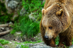 Жители Бурятии защищаются от медведей петардами