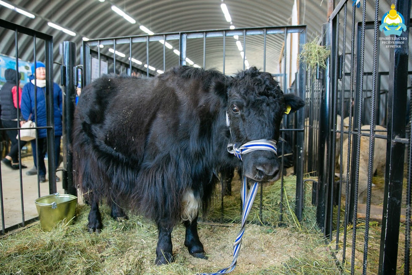«Baikal Agro Farm» «Baikal Agro Farm»