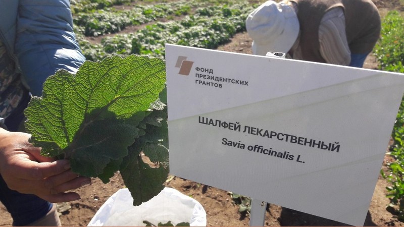 В Бурятии создают Банк семян редких лекарственных растений Байкала