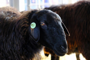 В Бурятии сельчанин украл у хозяйки овец в отместку за задержку зарплаты