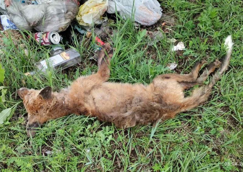 В Иволгинском районе Бурятии нашли вторую бешеную лису