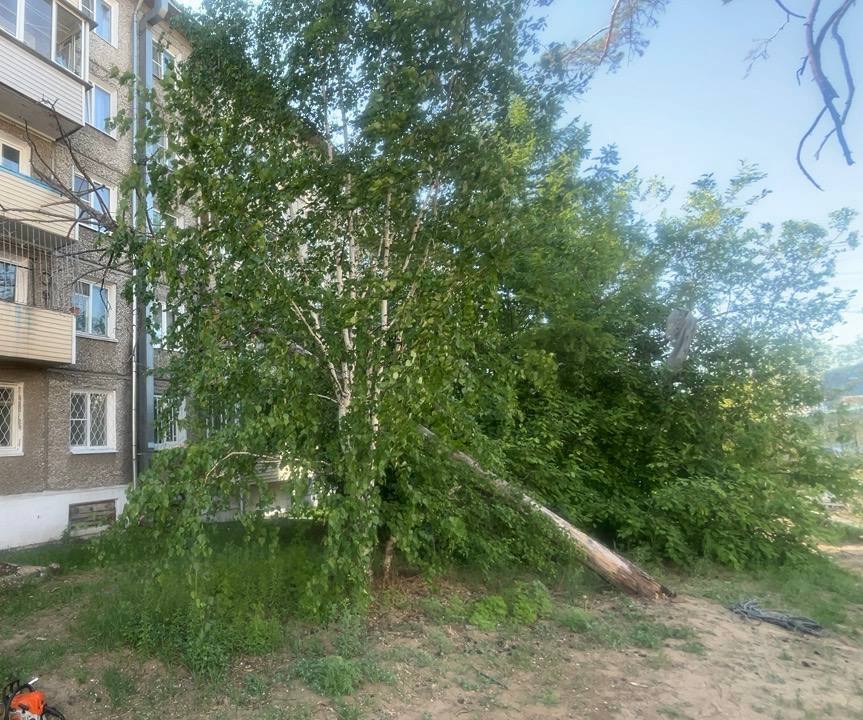 В Улан-Удэ дерево рухнуло на пятиэтажку В Улан-Удэ дерево рухнуло на пятиэтажку