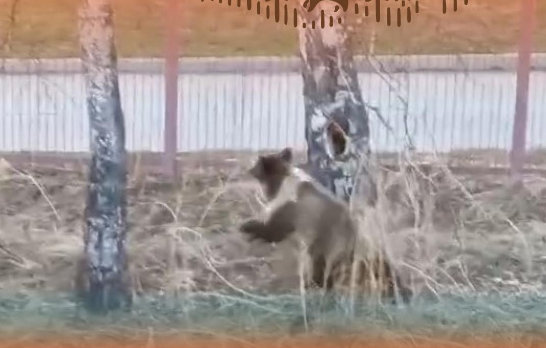 Вблизи Большой Байкальской тропы заметили медведя