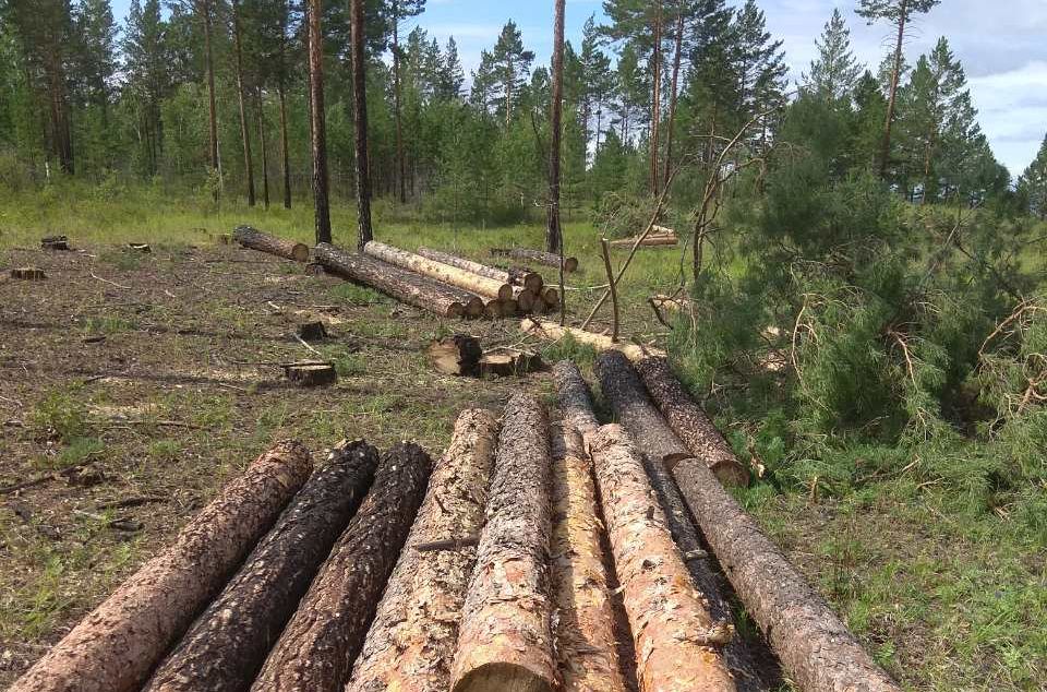 В Улан-Удэ «черные лесорубы» скрылись от лесников, бросив «Урал» В Улан-Удэ «черные лесорубы» скрылись от лесников, бросив «Урал»