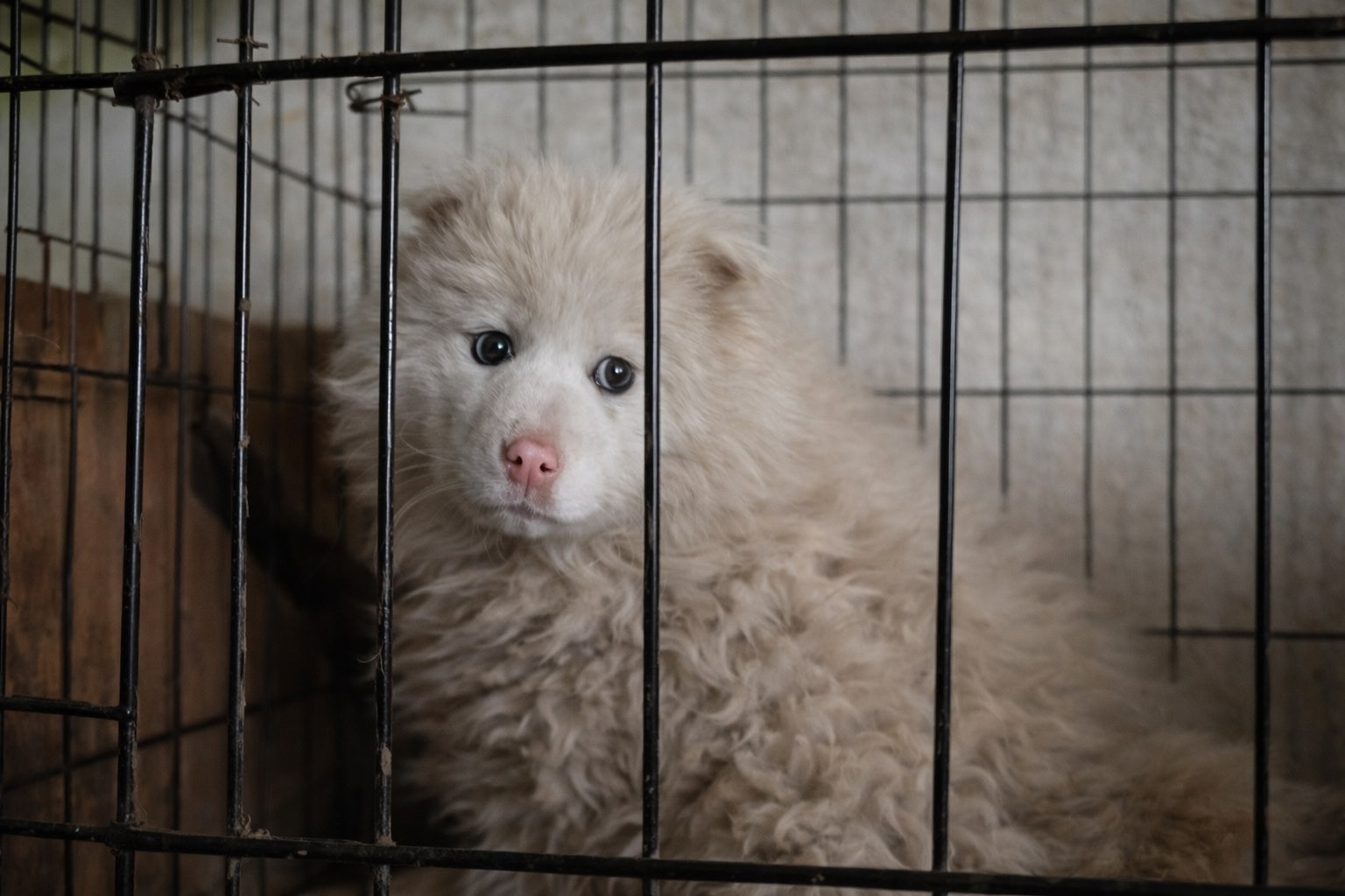 � ���� ����-��� ������ ������, �������� � ���