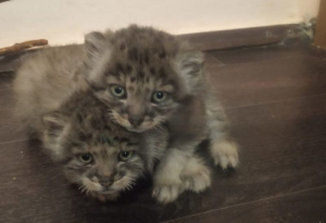В Московский зоопарк прибыли два котенка манула из Бурятии