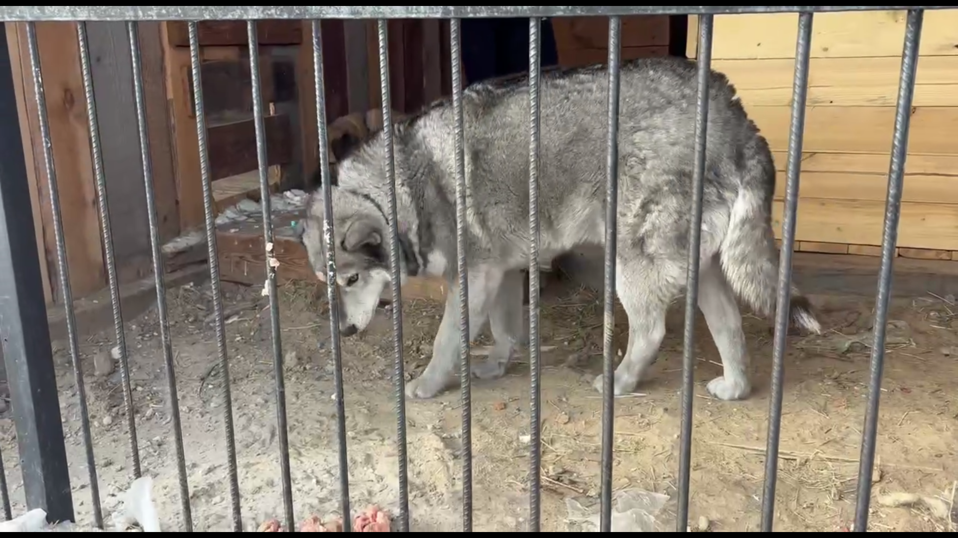 � ����-��� ���������� ��������� ������� � �������� ��������