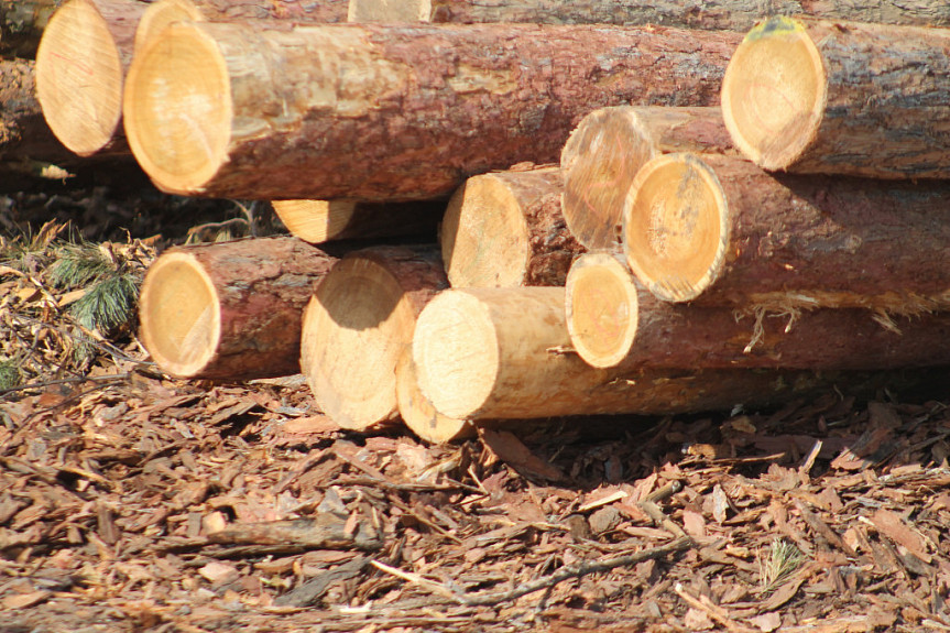 В Бурятии «черный» лесоруб нарубил дров на 120 тысяч рублей