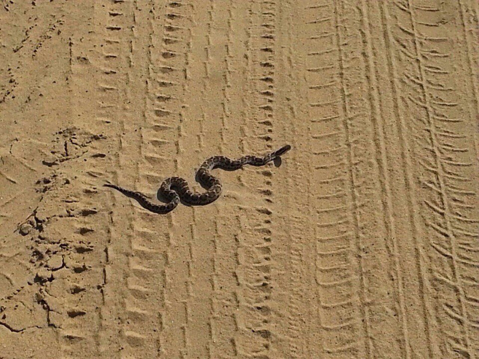 Искушение песчаного змея. Змеи Бурятии. Змеи на Меловом берегу. Змеи Бурятии фото. Змея на песке с оранжевой головой.