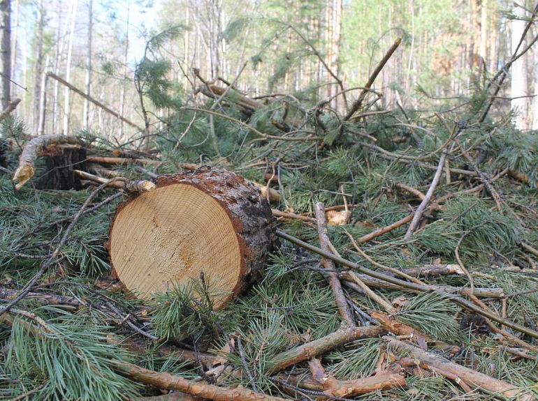 В Бурятии предложили открыть леса для заготовки дров
