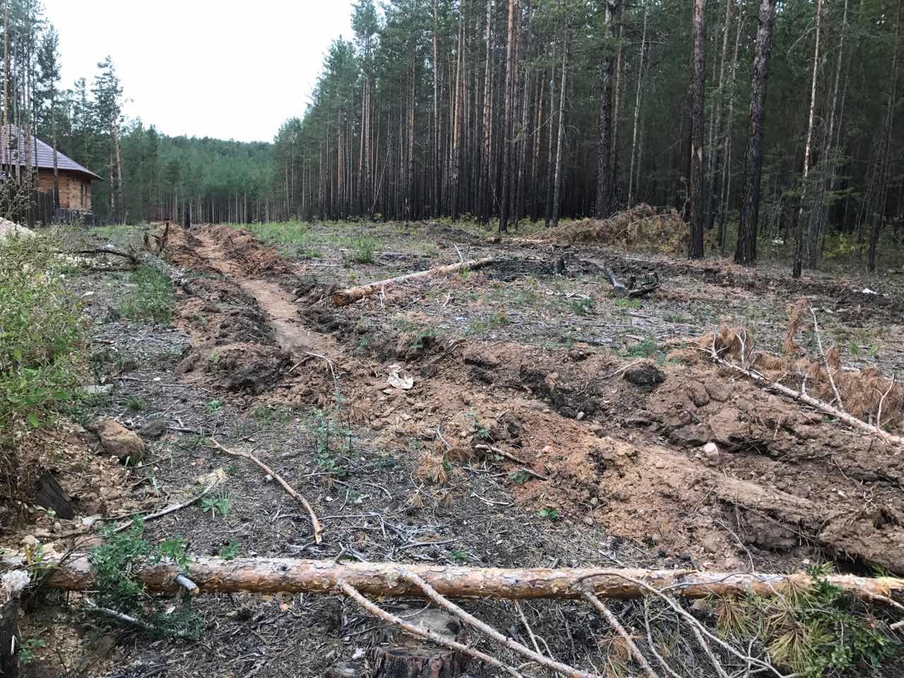 Жителей Бурятии призывают защитить лес на Верхней Березовке от китайцев