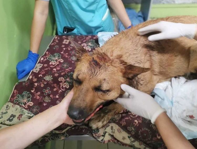 В Улан-Удэ горожане изощренно расправляются с животными В Улан-Удэ горожане изощренно расправляются с животными