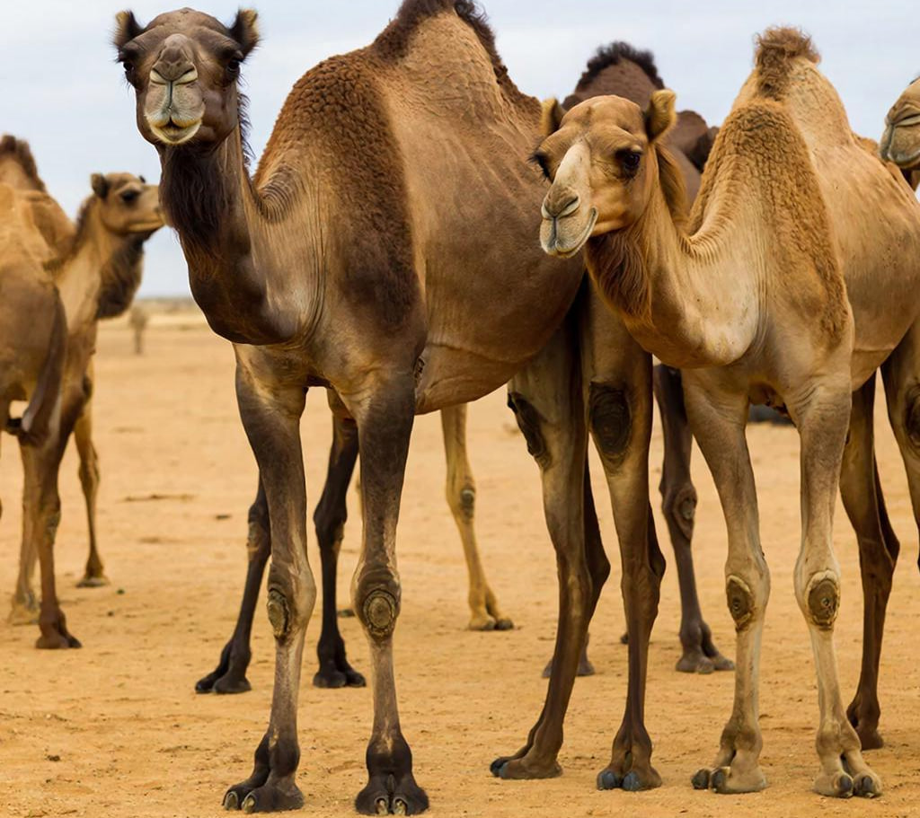 � �������� ���������  "�������� ������ ���������-2026"