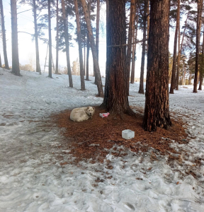 В Улан-Удэ неизвестные бросили старую собаку умирать в лесу
