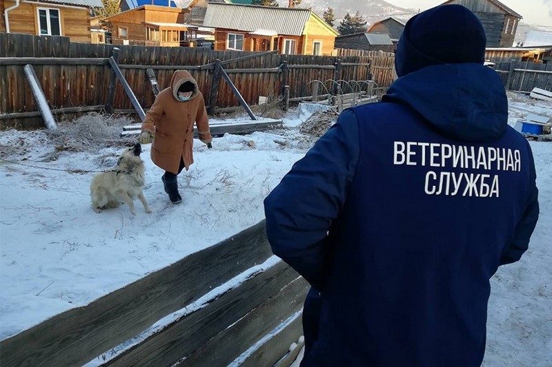 В Улан-Удэ проходят массовые проверки бродячих собак В Улан-Удэ проходят массовые проверки бродячих собак