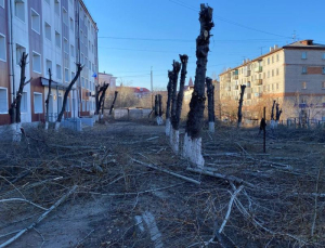 Ампутация бензопилой под ноль