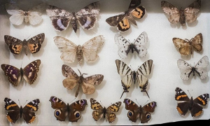 В Улан-Удэ в Этномузее пройдет выставка бабочек