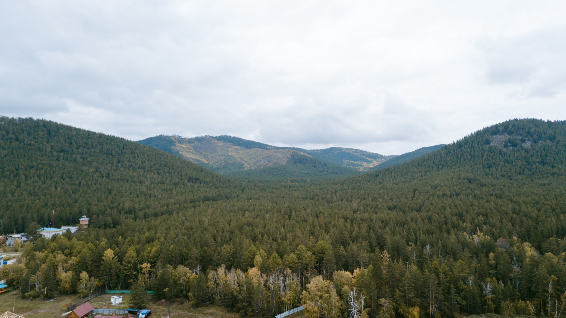 Вырубка леса в Сибири