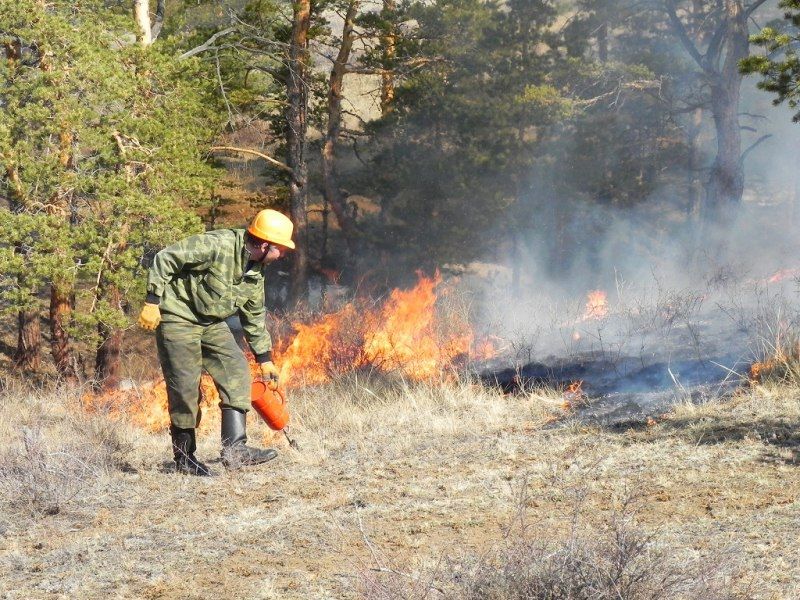 В Улан-Удэ число лесных пожаров выросло в 3 раза, а их площадь – в 22 раза