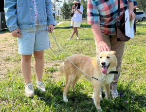 В Улан-Удэ более тысячи собак ждут своей участи