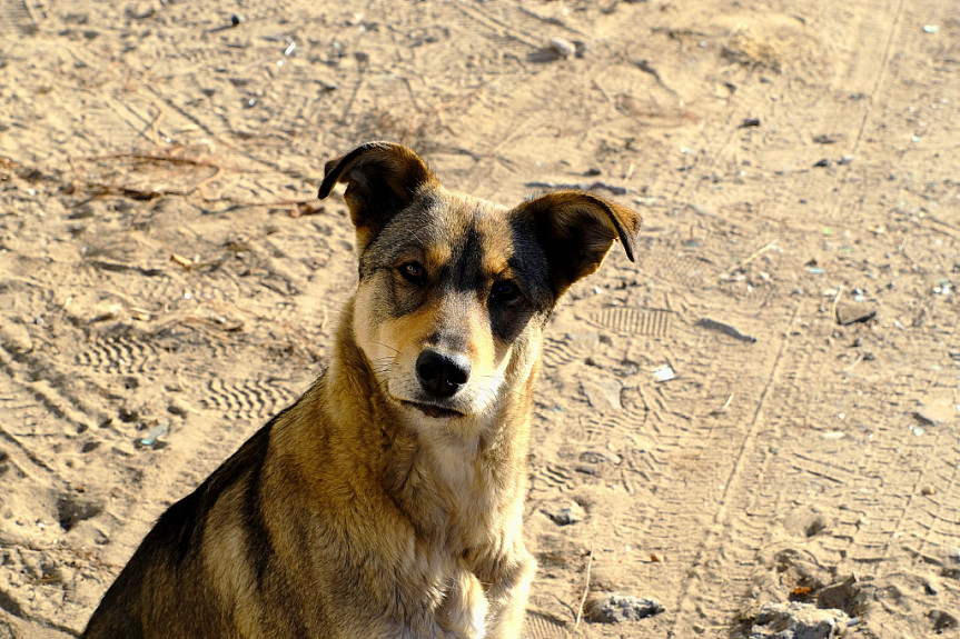В Улан-Удэ проходит акция по бесплатной стерилизации собак