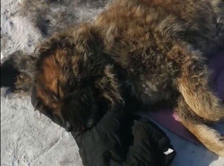 В Бурятии домашняя собака умерла, напившись браги В Бурятии домашняя собака умерла, напившись браги