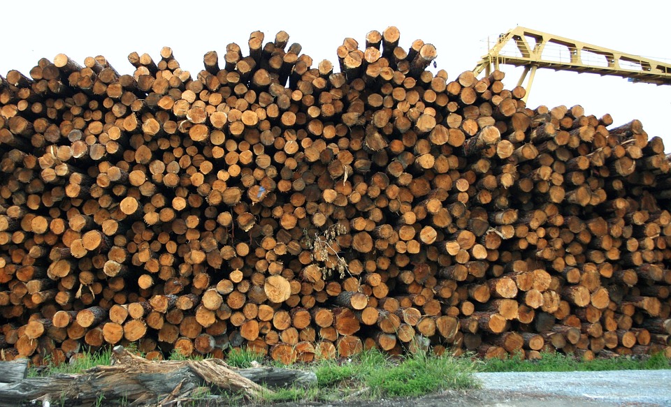 В Бурятии началась массовая проверка пунктов приема и отгрузки древесины