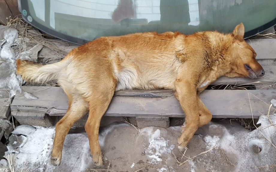 В Улан-Удэ компанию по отлову собак поймали на жестоком убийстве животного