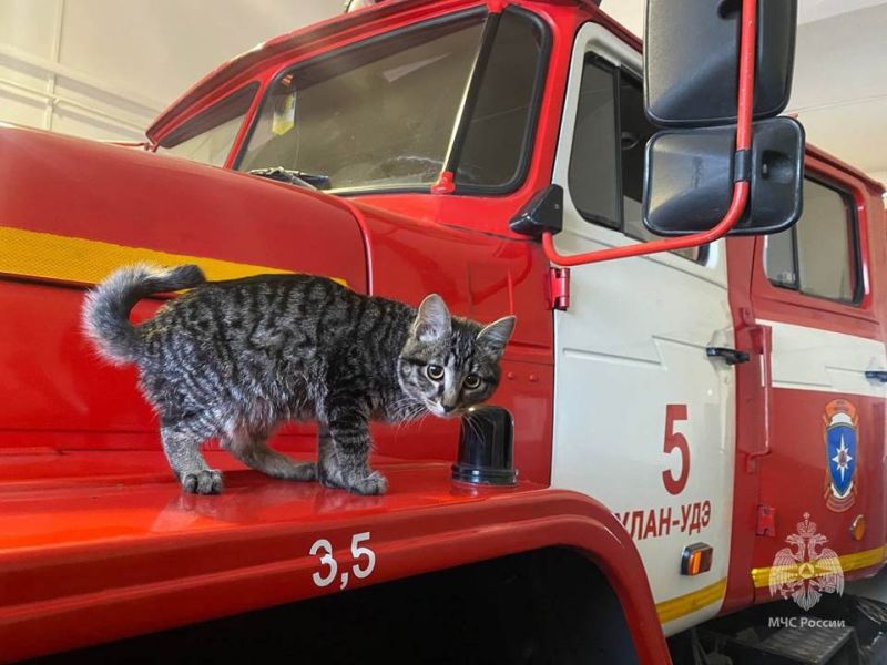 В Улан-Удэ пожарные приютили котенка
