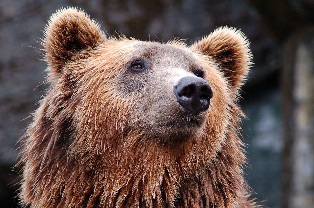 В Бурятии скоро начнут охоту на бурых медведей