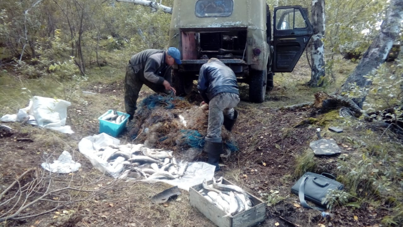 Запрет на лов омуля не пугает браконьеров Бурятии Запрет на лов омуля не пугает браконьеров Бурятии