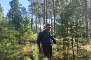Главный лесничий Улан-Удэ: «Восстанавливая леса, не всегда увидишь результат»