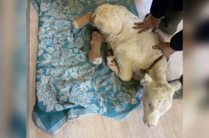 В районе Бурятии ветеринары спасли новорождённого телёнка