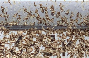 В Бурятии начался массовый лёт бабочек лугового мотылька