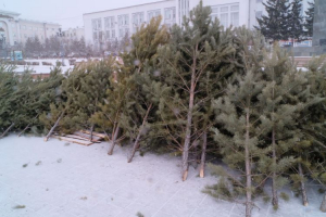 Жителей Улан-Удэ призывают не выкидывать новогодние елки на свалку