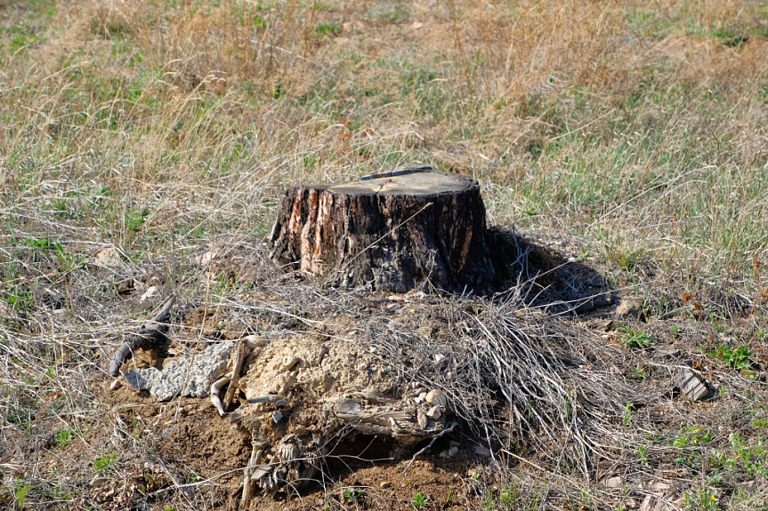В Улан-Удэ возбудили дело из-за рубки деревьев в ДНТ