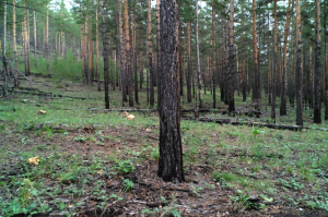 В Бурятии членов организованной группы осудили за незаконную рубку леса 