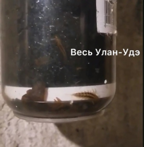 Жители района Бурятии пожаловались на воду с червями из-под крана