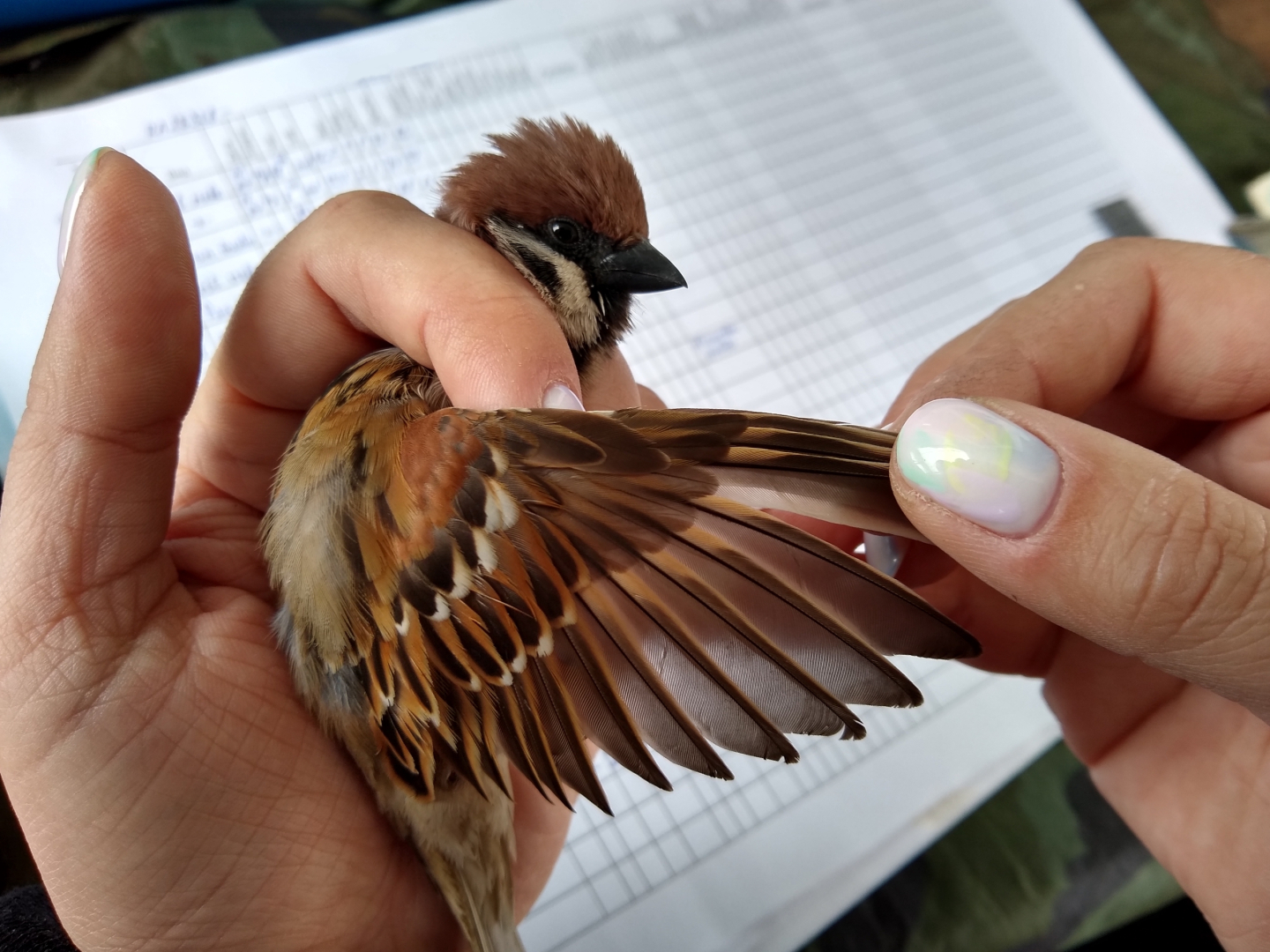 ������� ������� ����� ���������� ���� �� �������