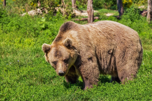 В Бурятии медведь зачастил в гости к жителям Северобайкальска