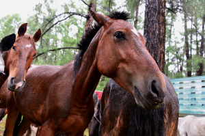 В Бурятии лошадям не дали уехать в Казахстан