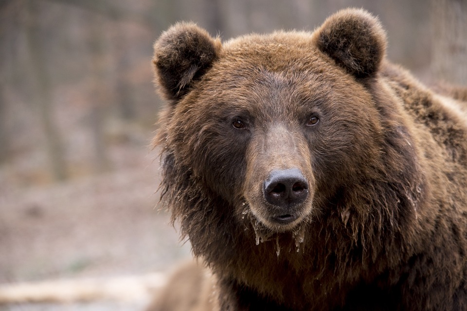 В Бурятии медведь задрал барана неподалеку от села