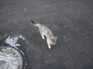 В Бурятии неизвестный отстреливает кошек на улицах