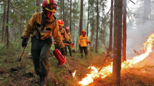 В лесах Бурятии начали проводить профилактические выжигания