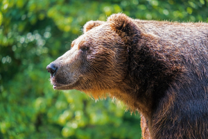 Бурятию ждет нашествие медведей-шатунов